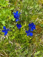 Der Enzian bringt die starke Farbe in die Natur