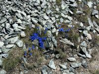 stängelloser Enzian