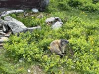 Murmeltiergehege Grimsel