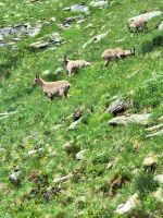 055 Fahrt ins Fieschertal - Nufenenpass - Steinböcke