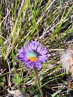 168 Zermatt - Wanderung auf dem Blumenweg