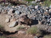 218 Zermatt - Station Schwarzsee - Murmeltiere spielen