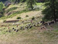 324 Zermatt - die Ziegen werden von der Weide geholt