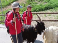 333 Zermatt - die Ziegen werden von der Weide geholt und gehen durch Zermatt zum Stall