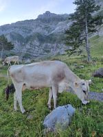 Milchkuh am Säntis, Schwägalp, Schweiz