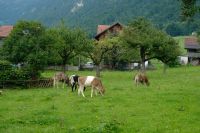 Eine Herde vor unserem Hotel