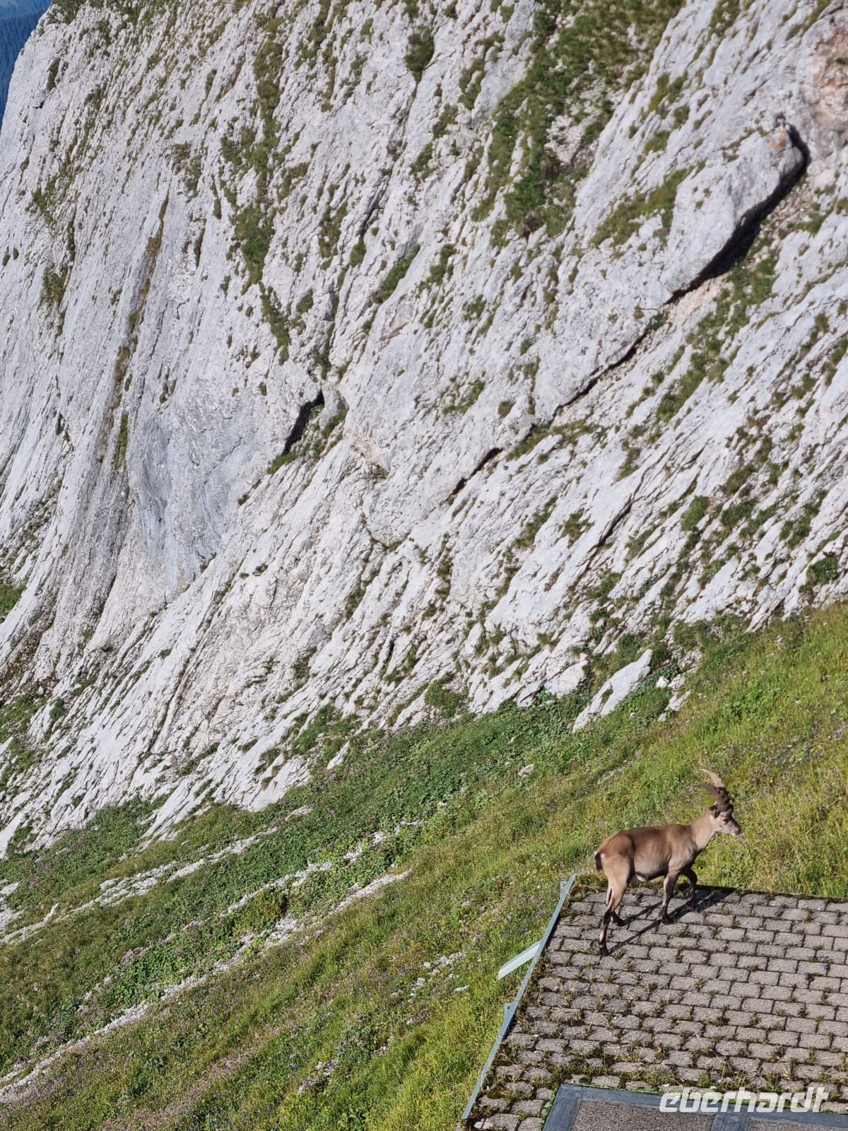 Morgenstimmung auf dem Pilatus-Kulm... (Beobachtung von Steinböcken)