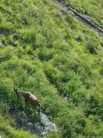 Morgenstimmung auf dem Pilatus-Kulm... (Beobachtung von Steinböcken)