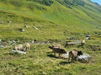 Fahrt mit dem Glacier-Express (vom Oberalppass nach Andermatt...)