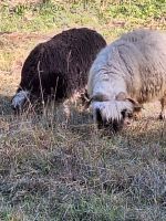 349 Wanderung von Furi nach Zermatt - Schwarznasenschafe