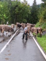 374 Heimreise von der Schwägalp - Alpabtrieb