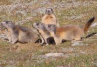 245 Wanderung von Blauherd nach Sunnegga - Spielende Murmeltiere