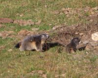 250 Wanderung von Blauherd nach Sunnegga - Spielende Murmeltiere