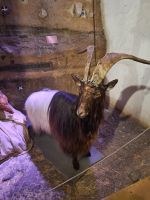 215 Zermatt - Besuch im Matterhornmuseum