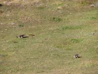 249 Wanderung von Blauherd nach Sunnegga - Spielende Murmeltiere
