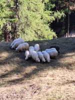 351 Wanderung von Furi nach Zermatt - Schwarznasenschafe