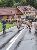 370 Heimreise von der Schwägalp - Alpabtrieb