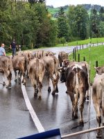 377 Heimreise von der Schwägalp - Alpabtrieb