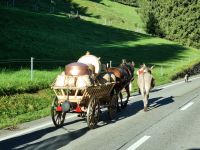 Almabtrieb im Appenzeller Land (Urnäsch)