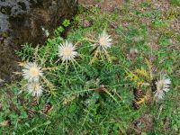 Wanderung auf der Schwägalp...