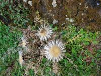 Wanderung auf der Schwägalp...