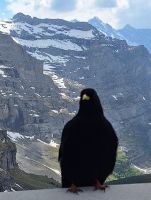 223 Ausflug auf das Jungfraujoch - Station Eigergletscher - Neugierige Bergdohle &ndash; &copy; Annette Probst-Weise (Eberhardt TRAVEL)