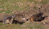 252 Wanderung von Blauherd nach Sunnegga - Spielende Murmeltiere