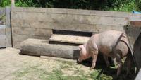 297  Freilichtmuseum Ballenberg -