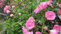 322  Freilichtmuseum Ballenberg -
