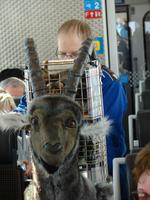 Fahrt mit dem Bernina-Express