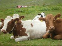 Ausblicke aus der Brienzer Rothornbahn