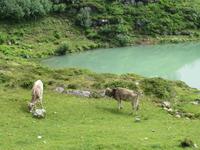 344  Trübsee
