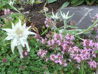 Im Alpengarten Schynige Platte