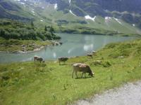 unterwegs am Trübsee