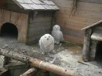 Grimselpass - Eulenpark