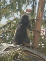 Grimselpass - Murmeltierpark