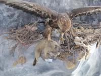Auf dem Säntis - Steinadler
