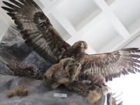 Auf dem Säntis - Steinadler