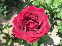 Montreux - Uferpromenade - Rosengarten