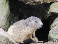 Am Grimselpaß Murmeltiere