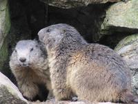 Am Grimselpaß Murmeltiere