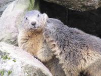 Am Grimselpaß Murmeltiere