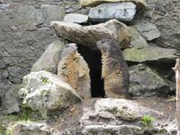 Am Grimselpaß Murmeltiere