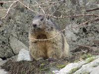Am Grimselpaß Murmeltiere