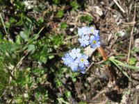 Alpine Blütenpracht