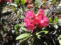 Alpine Blütenpracht