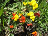 Alpine Blütenpracht