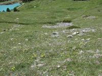 Alpine Blütenpracht