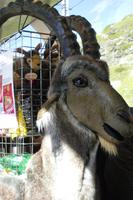 im Bernina-Express ...