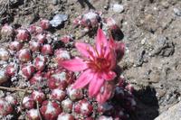 Alpenflora auf dem Rothorn